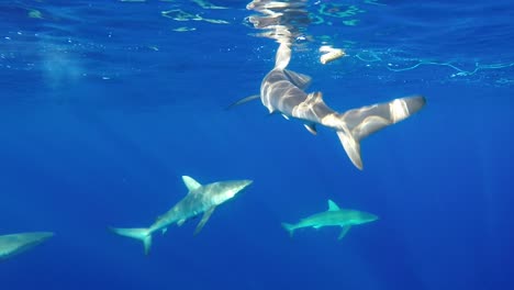 Curious-shark-touching-a-decoy-in-Hawaii